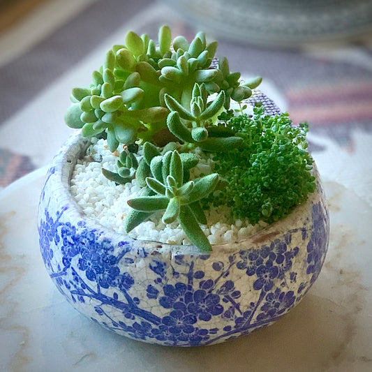 Succulents Bowl